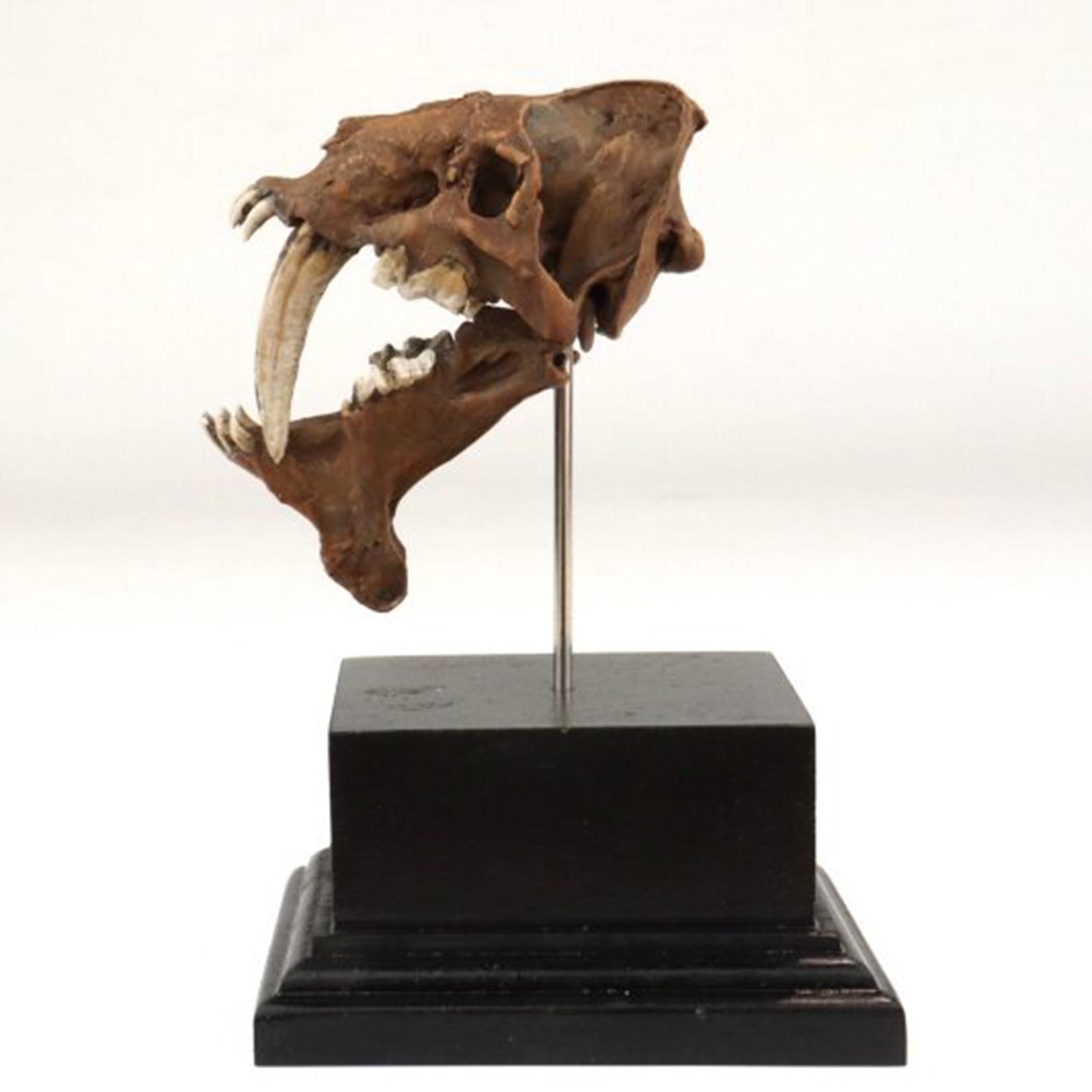 Smilodon Skull Model 3D Printe – обзор и цена 3D Printing Tooth