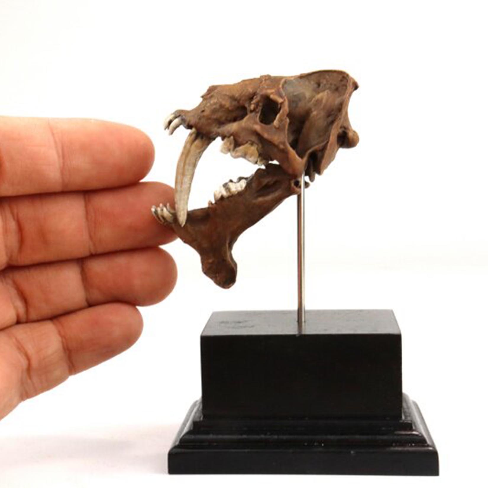 Smilodon Skull Model 3D Printe – обзор и цена 3D Printing Tooth