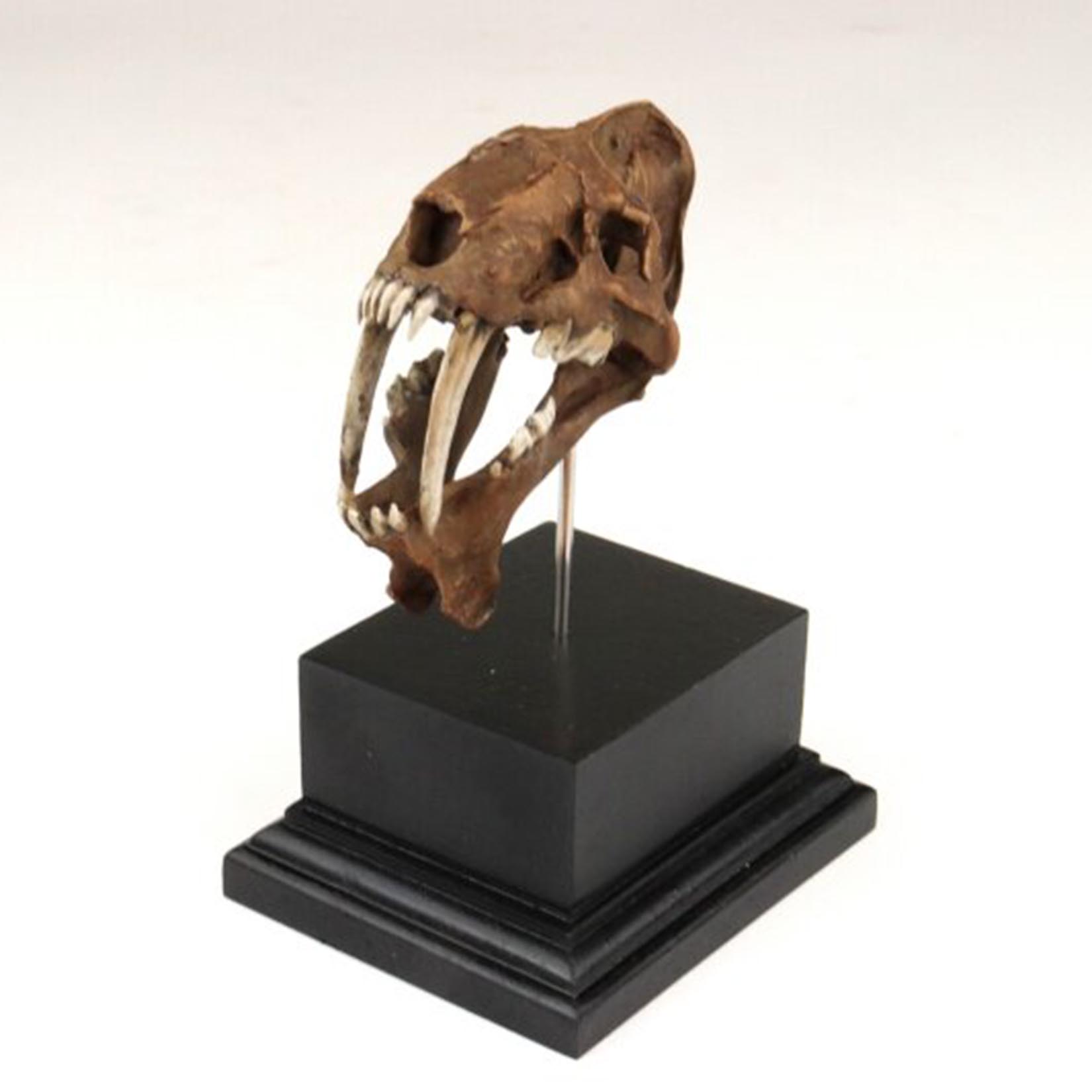 Smilodon Skull Model 3D Printe – обзор и цена 3D Printing Tooth